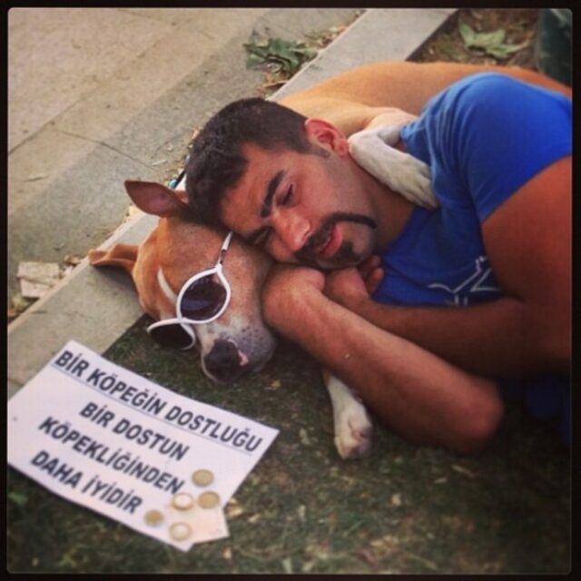 Turchia, il cane protagonista delle rivolte di Instanbul spopola su Twitter 02
