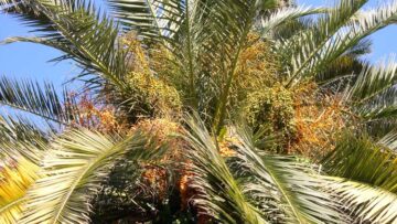 Ucciso da un ramo di palma: Claudio Anastasi a Acitrezza (Catania)