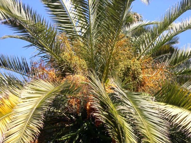 Ucciso da un ramo di palma: Claudio Anastasi a Acitrezza (Catania)