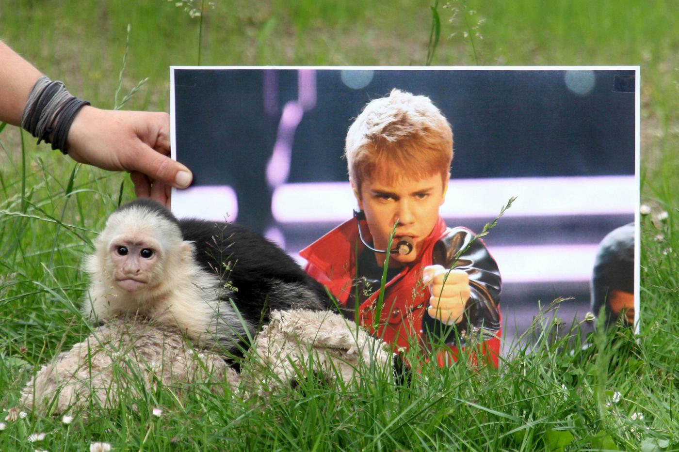 Germania, la scimmia di Justin Bieber ha trovato casa 03