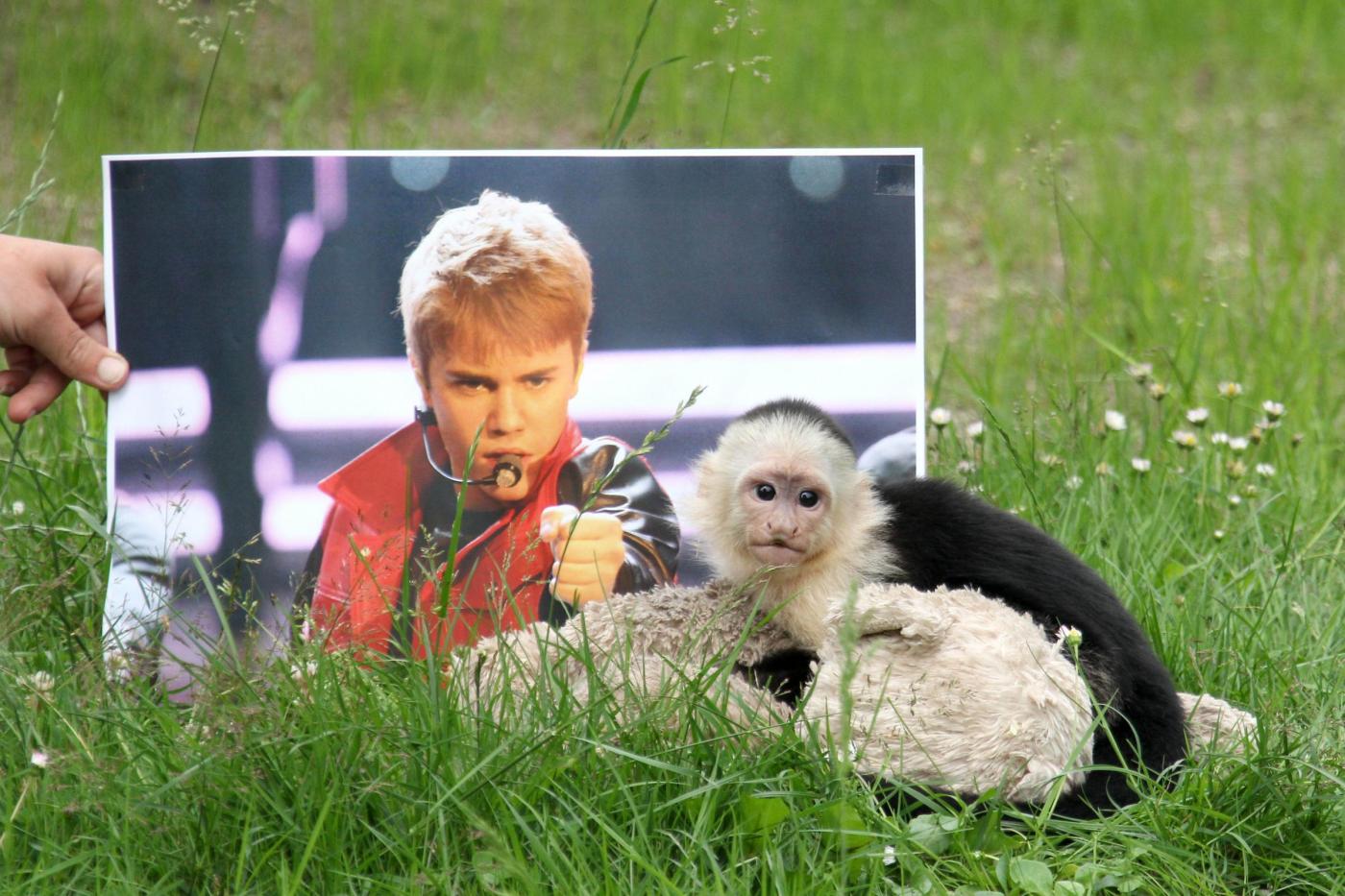 Germania, la scimmia di Justin Bieber ha trovato casa 02