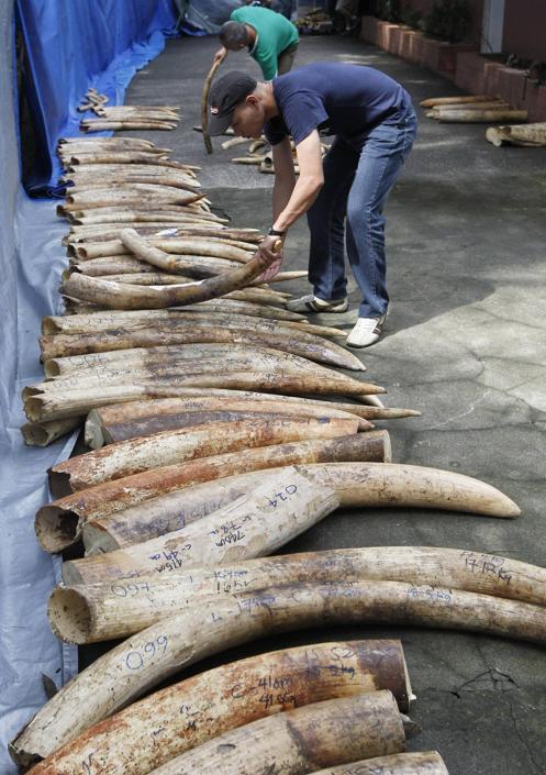 Filippine brucia cinque tonnellate di zanne di elefante05