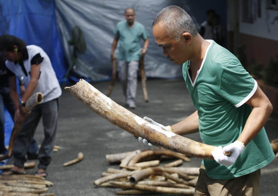 Filippine brucia cinque tonnellate di zanne di elefante04