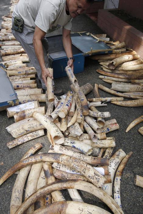 Filippine brucia cinque tonnellate di zanne di elefante03