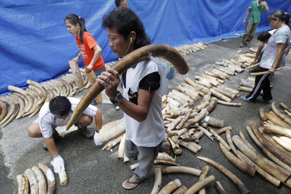 Filippine brucia cinque tonnellate di zanne di elefante02