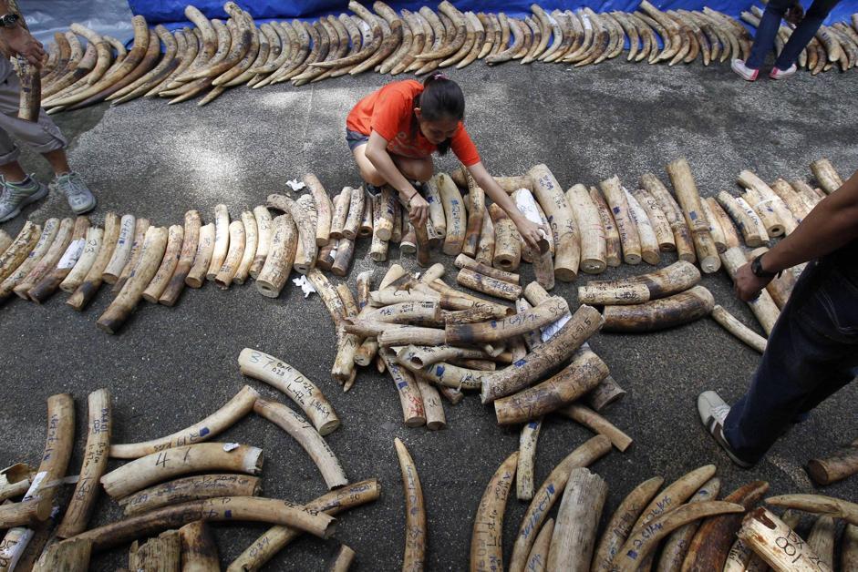 Filippine brucia cinque tonnellate di zanne di elefante01
