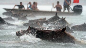 Usa, i pony dell'isola di Assateague che nuotano nell'oceano01