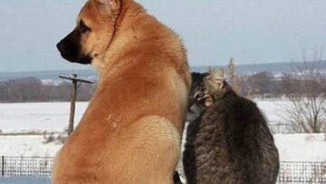 cane e gatto sovrappeso