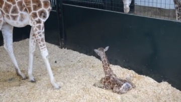 Usa, il cucciolo di giraffa si alza in piedi per la prima volta