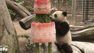Il panda gigante Xiao Liwu compie un anno