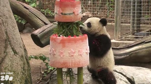 Il panda gigante Xiao Liwu compie un anno