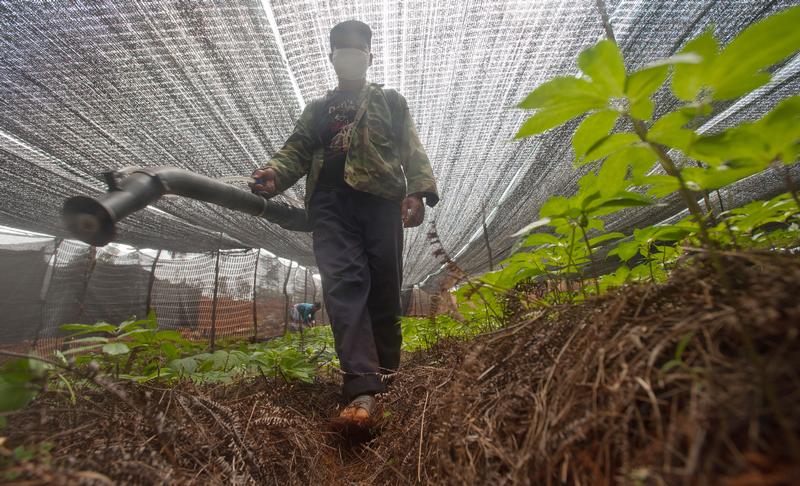 Pseudo-Ginseng Farms In Yunnan03