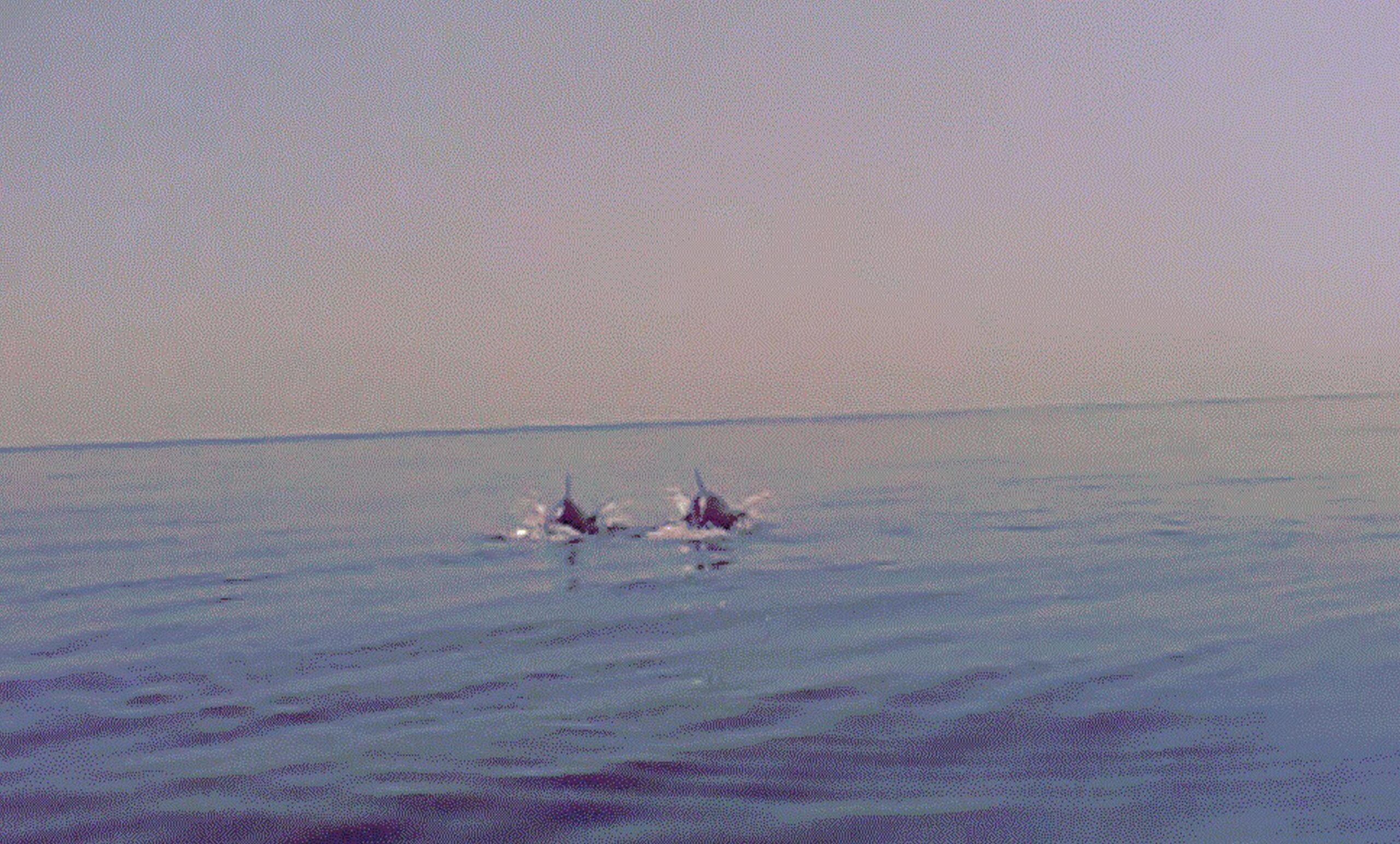 Branco di delfini avvistato a largo di Pesaro01