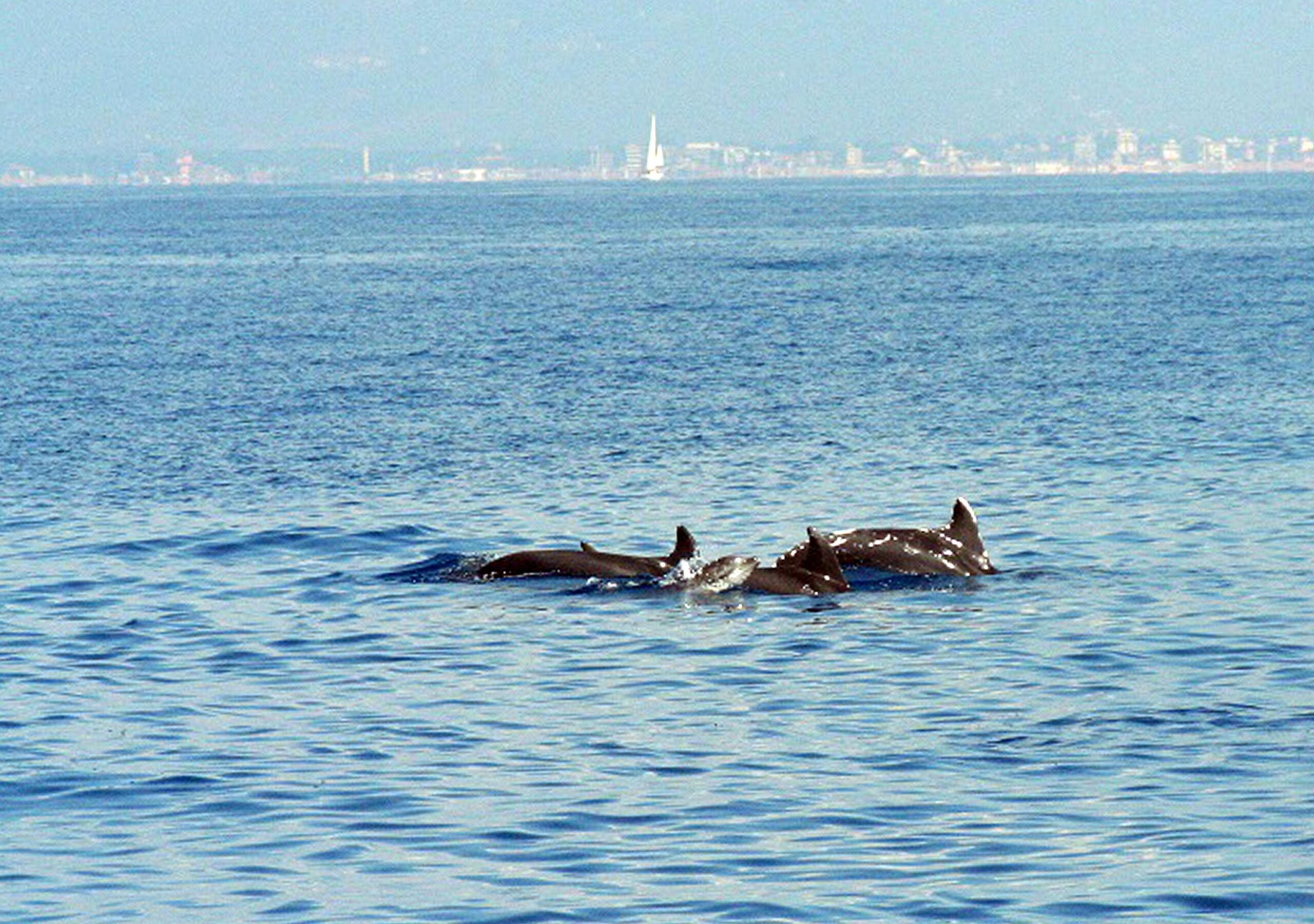 Branco di delfini avvistato a largo di Pesaro02