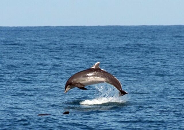 Branco di delfini avvistato a largo di Pesaro03