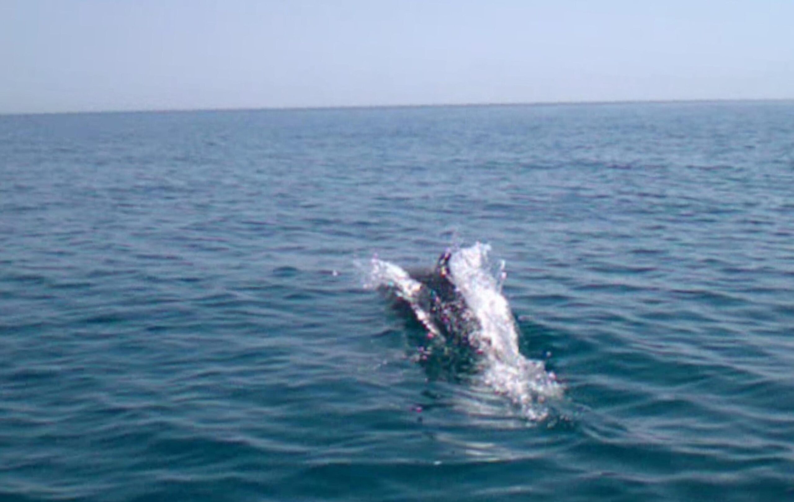 Branco di delfini avvistato a largo di Pesaro04