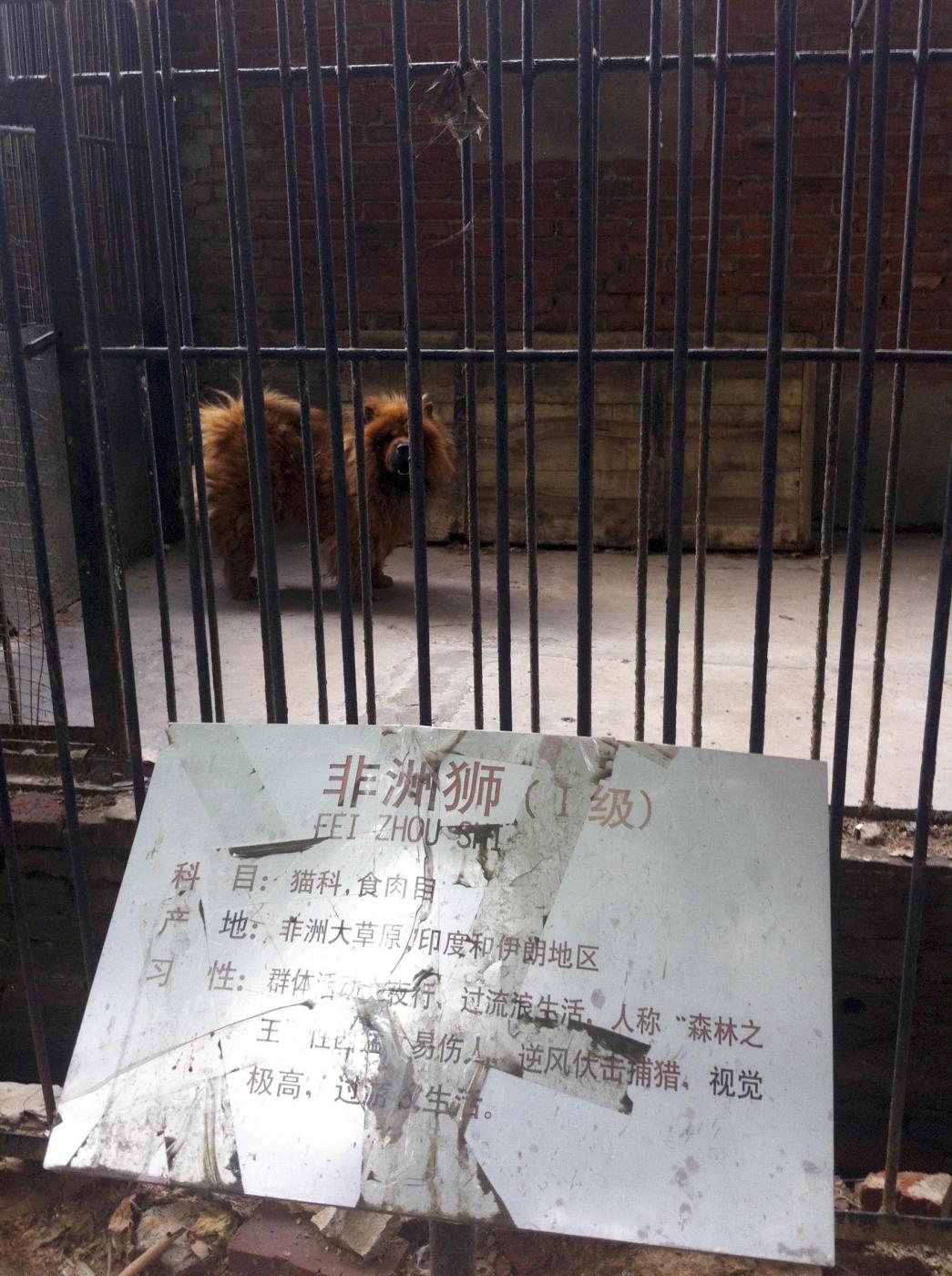 Cina, pastore tibetano al posto dei leoni allo zoo01
