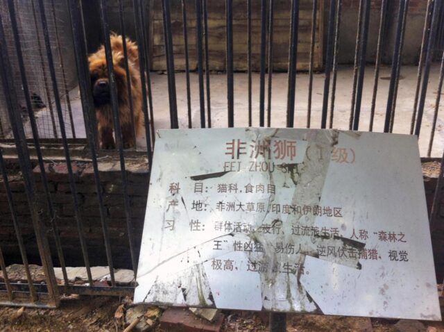 Cina, pastore tibetano al posto dei leoni allo zoo02