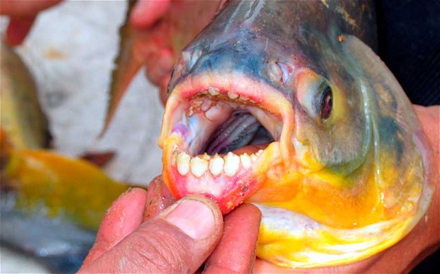 Pesce mangia-testicoli in Svezia, paura in mare per il Pacu