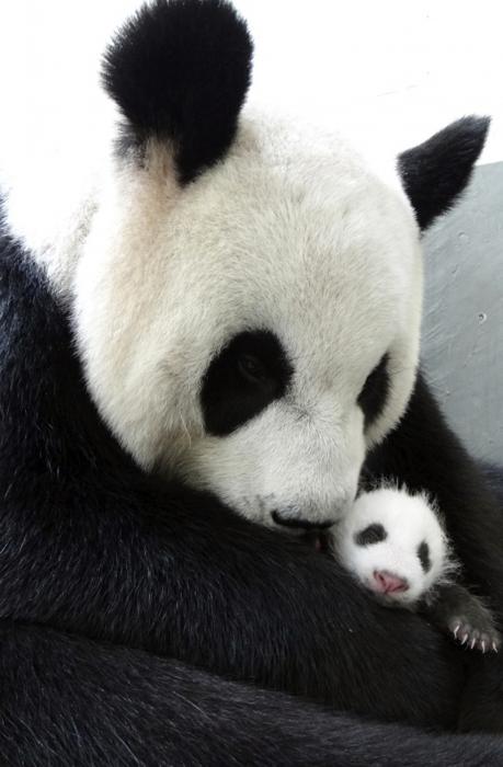 Yuan Yuan, mamma panda rivede il suo tenerissimo cucciolo0