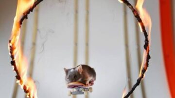 Australia: Harvey e Pedro, i topi saltano negli anelli di fuoco