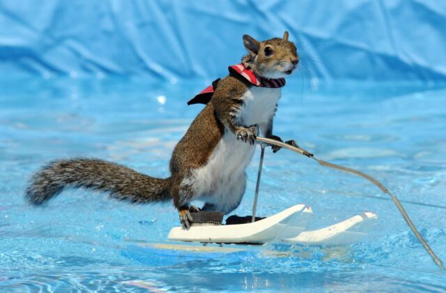Twiggy, lo scoiattolo che corre sulle onde con lo sci d'acqua02