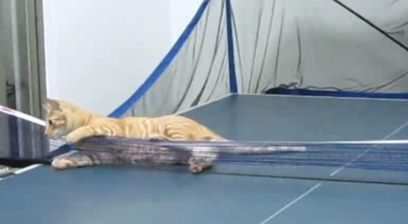 Cat_plays_table_tennis