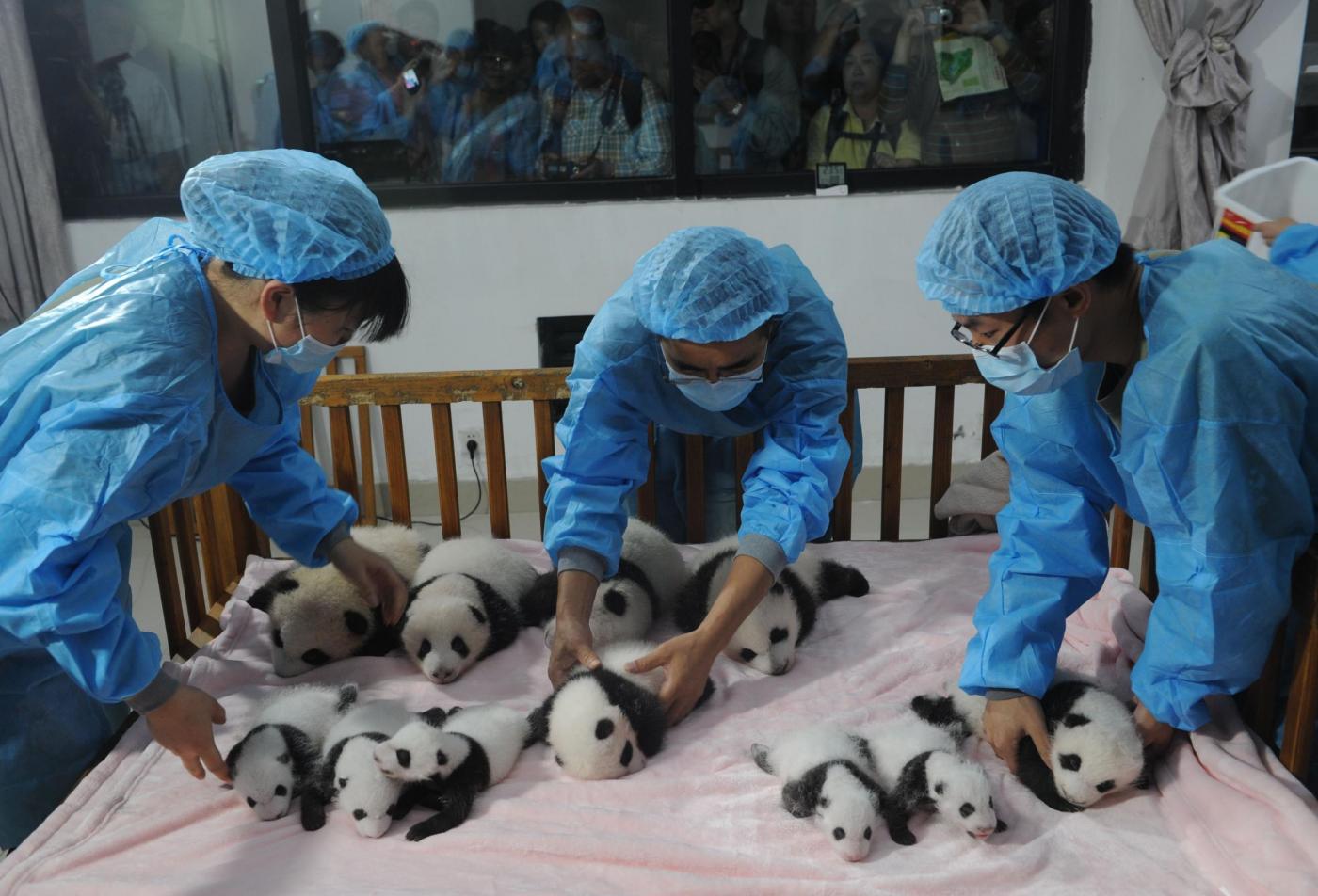 Cina, 14 cuccioli di panda gigante allo zoo di Chengdu 03
