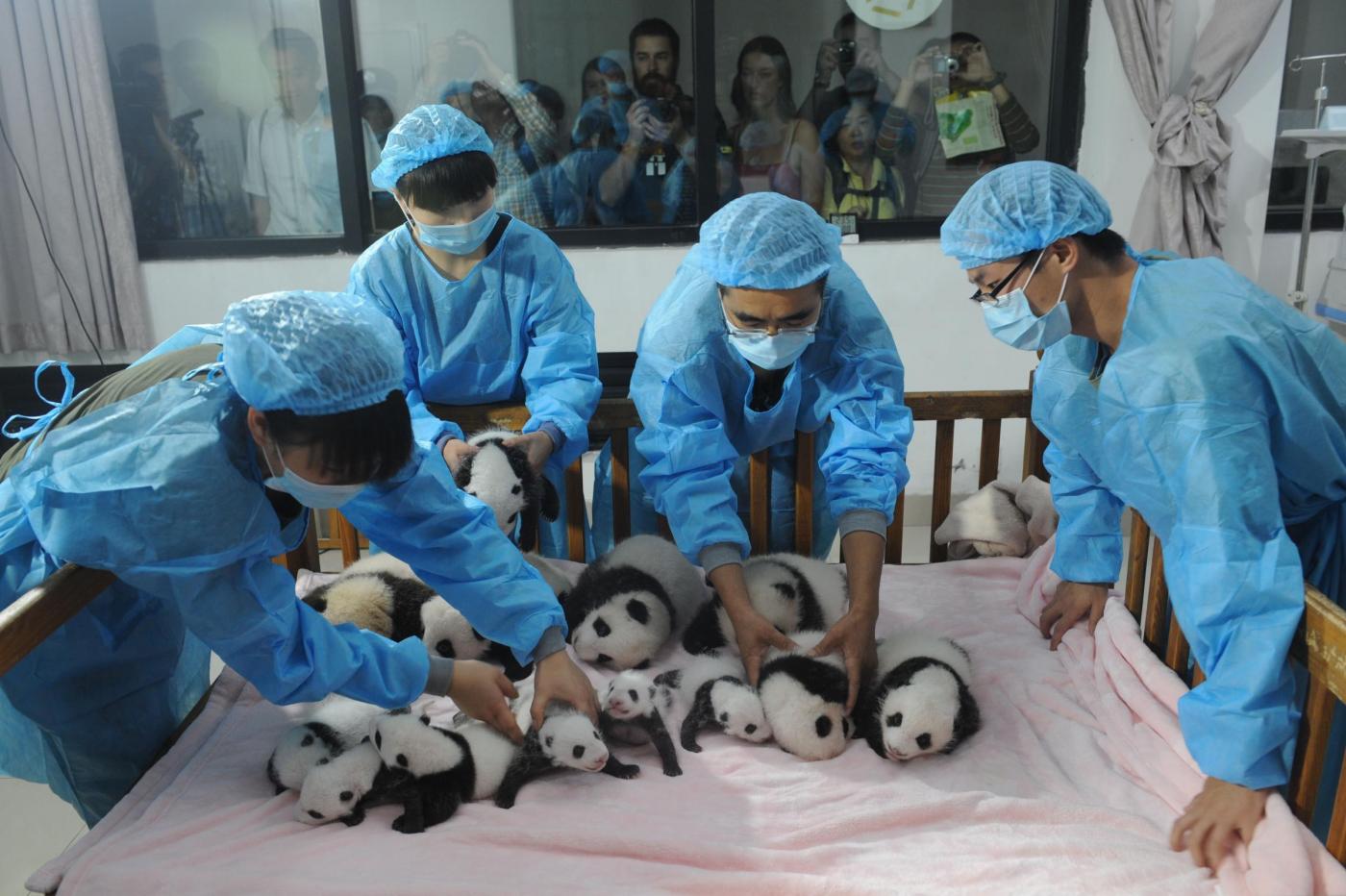 Cina, 14 cuccioli di panda gigante allo zoo di Chengdu 02