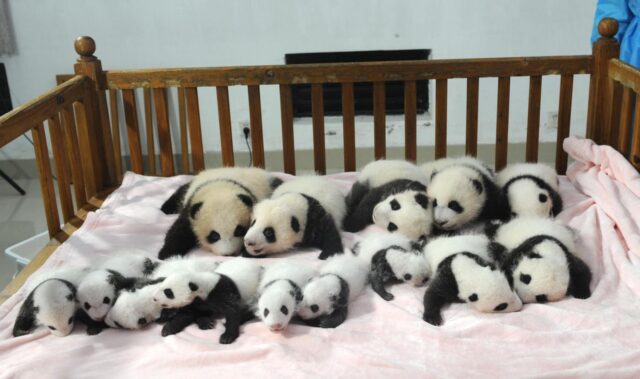 Cina, 14 cuccioli di panda gigante allo zoo di Chengdu 01