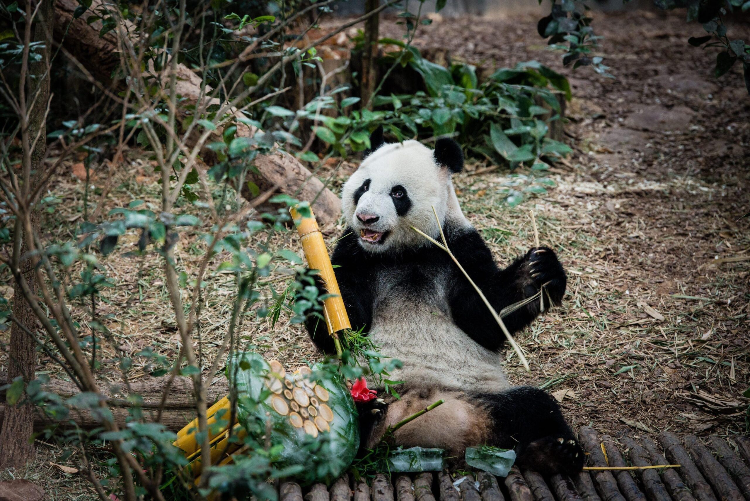 I due panda compiono gli anni e festeggiano con la torta di bamboo03