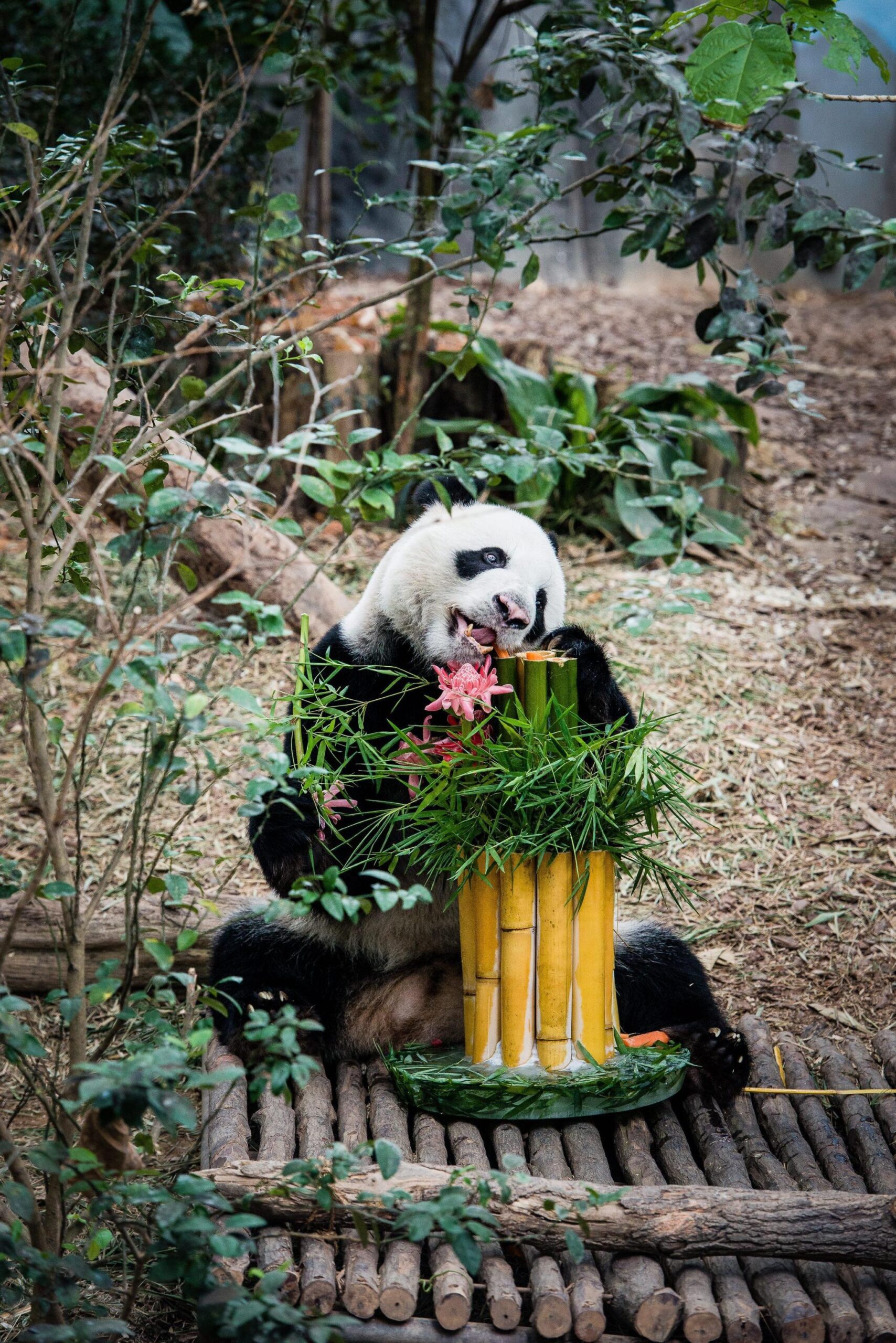 I due panda compiono gli anni e festeggiano con la torta di bamboo01
