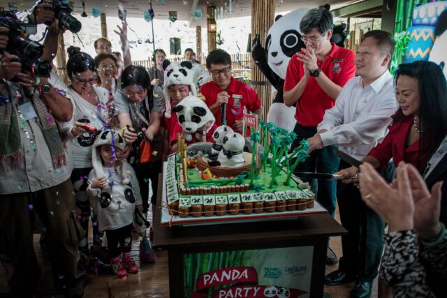 I due panda compiono gli anni e festeggiano con la torta di bamboo05
