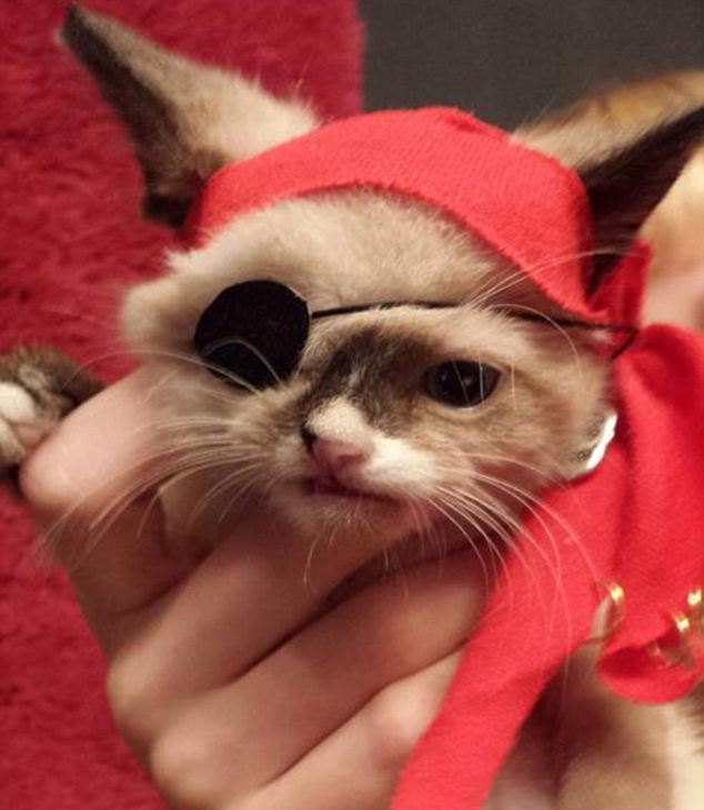 Usa, il gatto pirata con un solo occhio che commuove il web 07