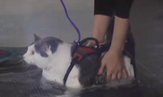 Buddha, il gatto obeso da 14 chili fa acqua gym per dimagrire