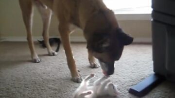 Il cane incontra il cucciolo di gatto: il video commuove il web