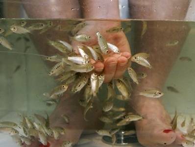 Fish pedicure e solarium abusivi in Veneto: centri estetici sequestrati