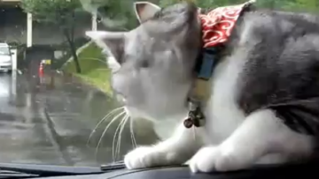 Usa, la gatta all'interno dell'auto lotta con il tergicristallo