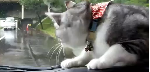 Usa, la gatta all'interno dell'auto lotta con il tergicristallo