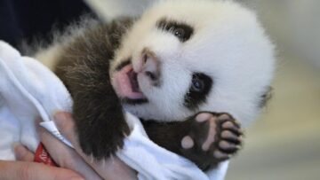 I due gemelli di panda nati allo zoo di Atlanta03
