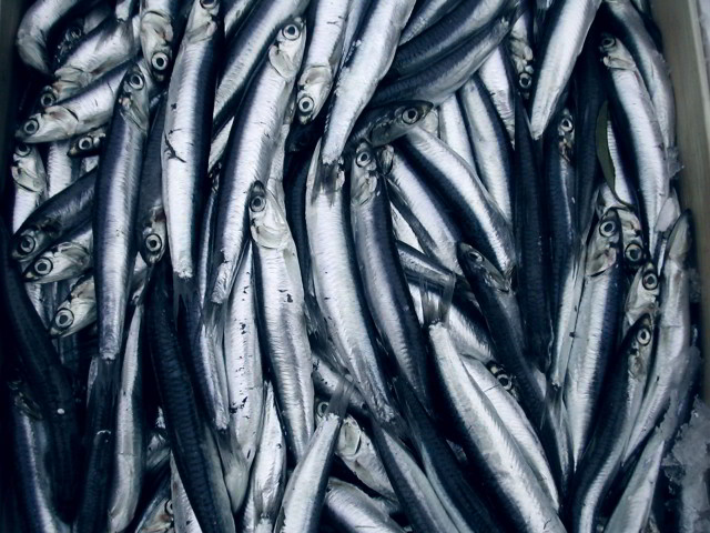 Pesce azzurro, economico ma prezioso: omega 3, calcio e sali minerali