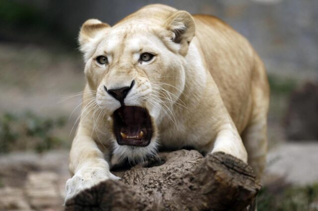 Cuccioli di leone bianco allo zoo di Belgrado01