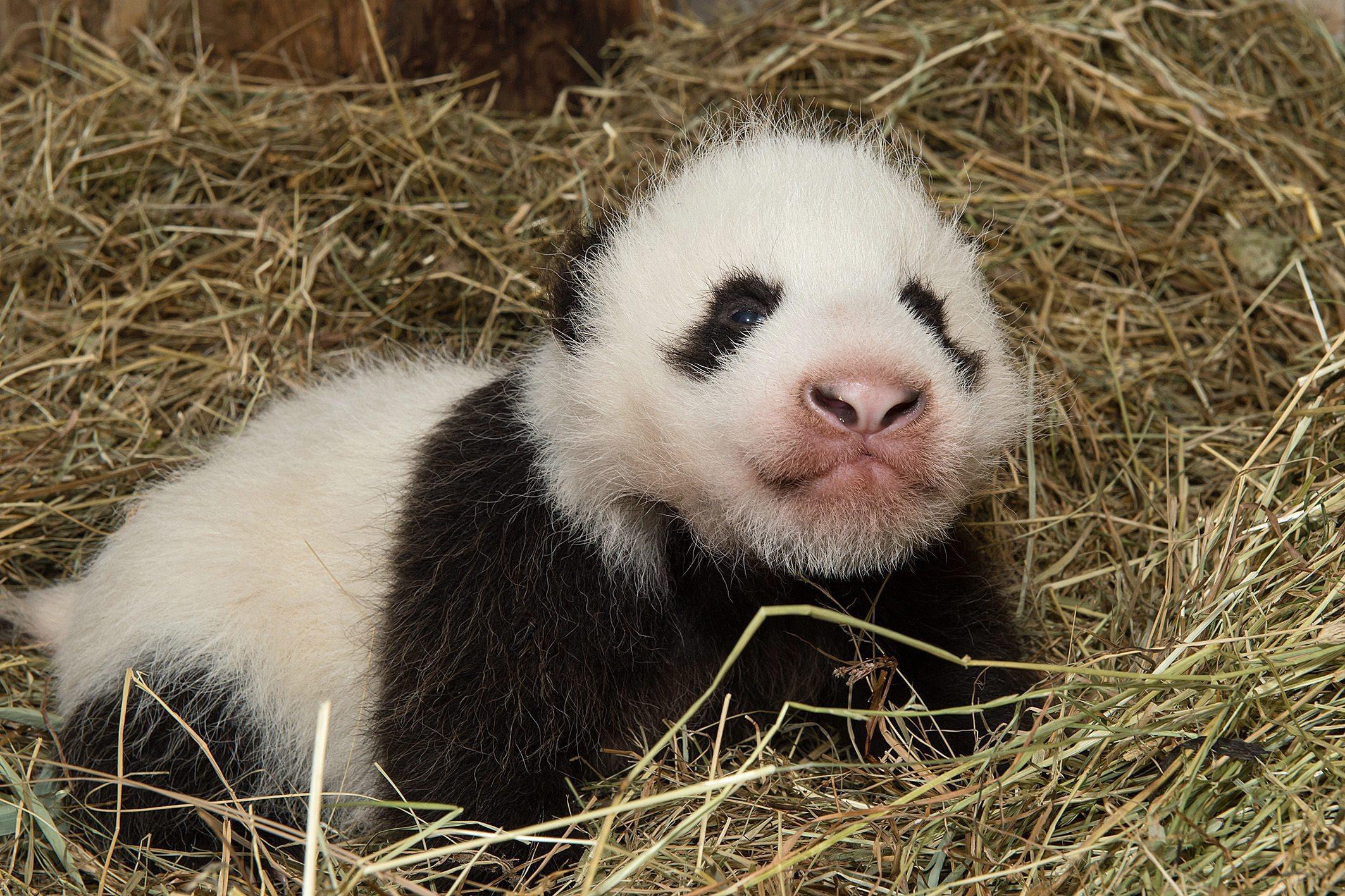 Il panda dello zoo di Vienna che ha solo due mesi02