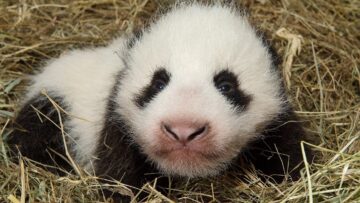 Il panda dello zoo di Vienna che ha solo due mesi01