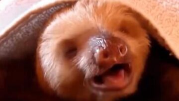 Singing_sloth_1
