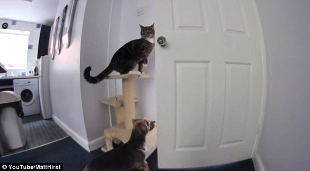 Gb, gatto apre la porta della cucina: è d'accordo con il cane