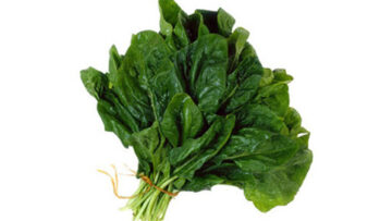 Spinaci e cicoria le verdure più efficaci contro malattie croniche