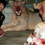 Humaid Abdalla Albuqaish e i suoi leoni impazzano le foto su Instagram12