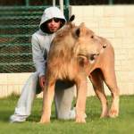 Humaid Abdalla Albuqaish e i suoi leoni impazzano le foto su Instagram05