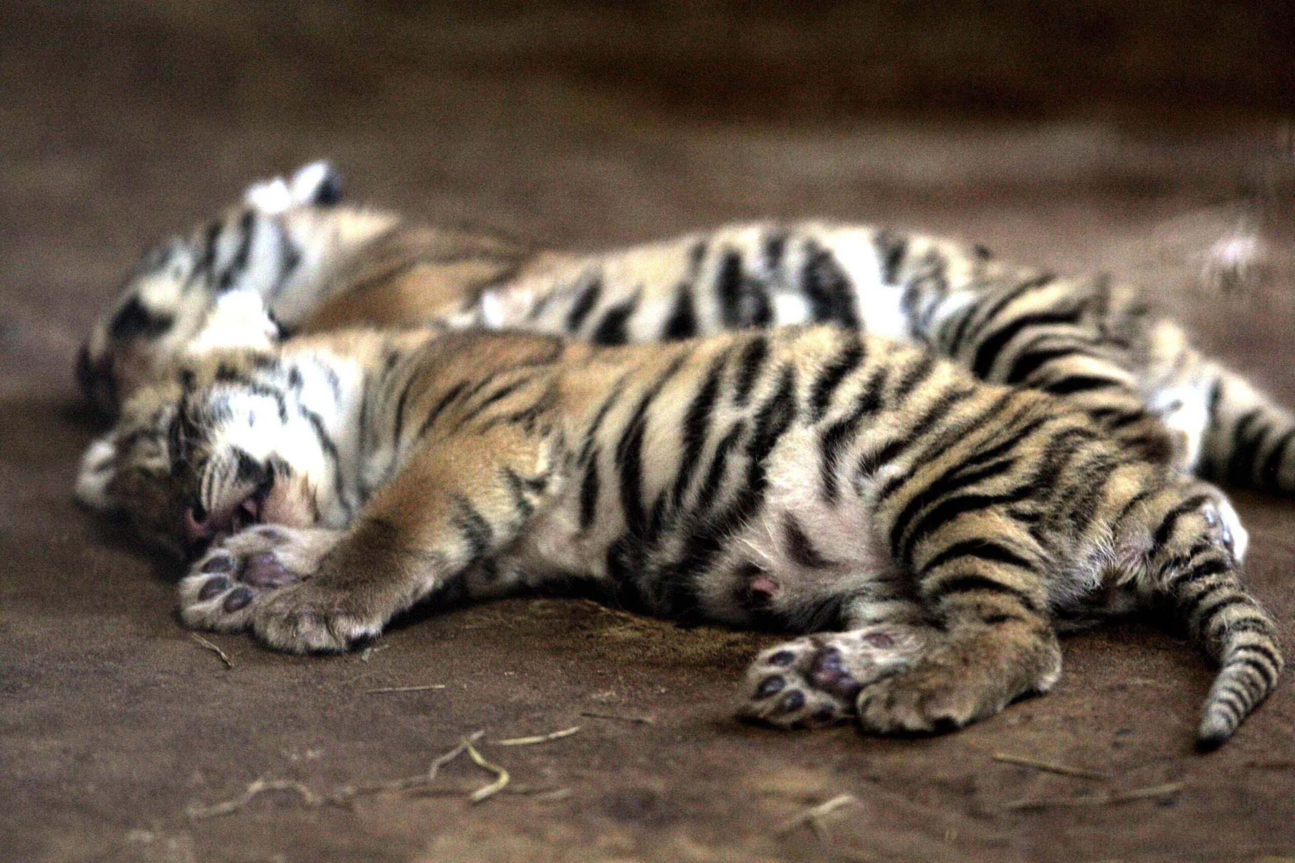 I cuccioli di tigre del Bengala nati nello zoo del Paraguay02